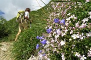 68 Gipsofila strisciante (Gypsophyla repens )